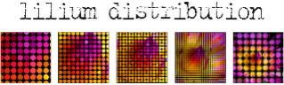 Lilium Distribution